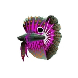 Fuchsia Polka Betta